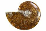 Polished Cretaceous Ammonite (Cleoniceras) Fossil - Madagascar #305916-1